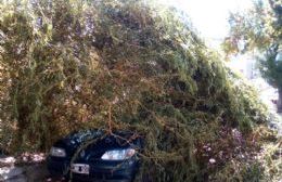 Cayó un árbol sobre un auto