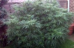 Junín: Fue confiscada una planta de  marihuana de tres metros de alto