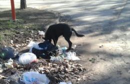 La poca limpieza y los perros sueltos hacen que Rojas sea una ciudad muy sucia