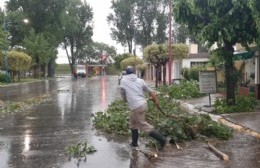 Por la tormenta cayó un árbol de gran tamaño