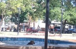 Se habilitó la temporada de pileta canina en la fuente de la Plaza San Martín
