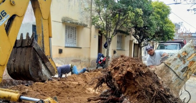 Extraen árbol de gran porte por roturas de cañerías