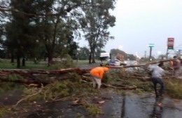 Cayó un árbol sobre Ruta 188