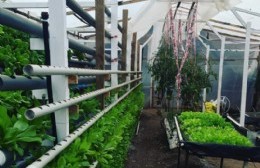 Subsidio para productor que utiliza agricultura hidropónica