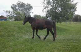 Vecinos se quejan por la presencia de un caballo en un espacio público