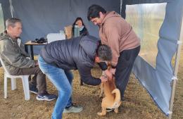 Contin&uacute;a la campa&ntilde;a de vacunaci&oacute;n antirr&aacute;bica gratuita de mascotas