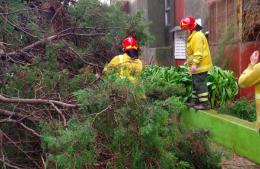 Un árbol cayó y causó destrozos en la plaza Almirante Brown