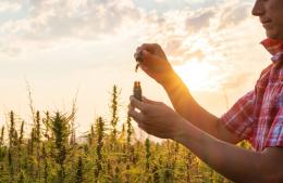 El debate por la regulación del CBD: entre el crecimiento del mercado y el vacío legal en Argentina