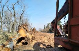 Finaliza la extracción de árboles en calle Luis Dorrego de Barrio Santa Teresa