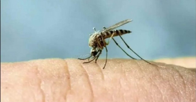 Alerta mundial por un caso de infección humana por virus transmitido por mosquitos