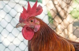 Recomendaciones para prevenir la gripe aviar