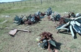 Quejas por el accionar de un vecino foráneo