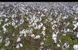Por primera vez en la historia, Bragado cosechó algodón