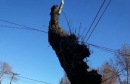 Vecinos de Rafael Obligado hacen fuerte reclamo por poda de árboles