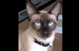 Una familia busca a su gato desde hace 5 días: Compartamos