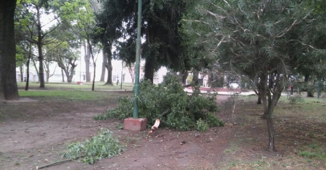 Se repiten las caídas de ramas en Plaza Moreno