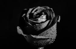 Marta Mabel Yanowsky