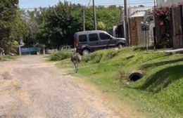 Un avestruz suelto en Rojas