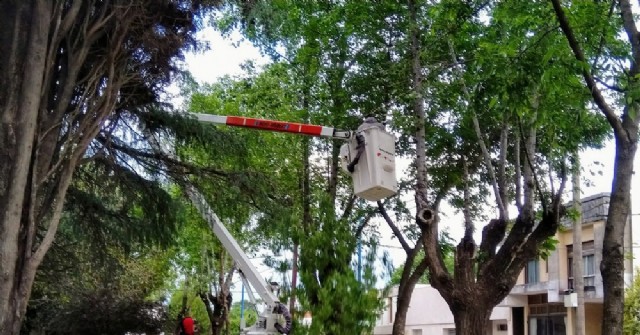 Trabajos en el arbolado de Plaza Moreno