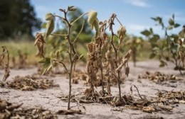 Emergencia agropecuaria: positivo encuentro municipio-entidades agrarias