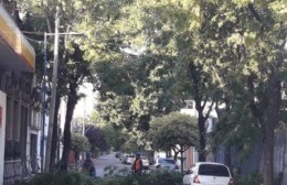Trabajos de poda correctiva