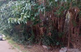 Estentóreas quejas por el estado de un terreno en estado de abandono