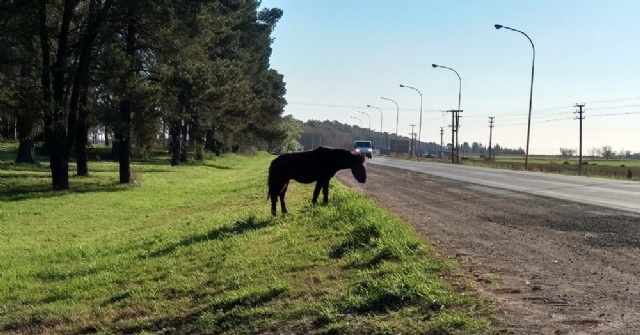 Caballos sueltos a la vera de la Ruta 188: Intervención policial evita posibles hechos desgraciados