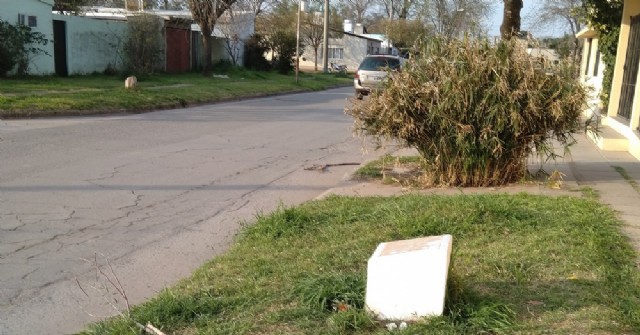 Rompieron árbol plantado frente a la Escuela Especial con motivo de sus 55 años