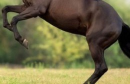 General Arenales: murió un hombre tras ser aplastado por un caballo