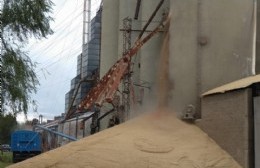 Preocupación por la rotura de un silo de AFA: enorme derrame de cereal