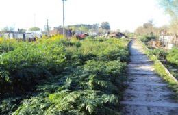 Vecinos de La Loma y Santa Rita piden urgente limpieza de las vías