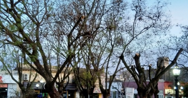 Ya reemplazan árboles de Plaza San Martín