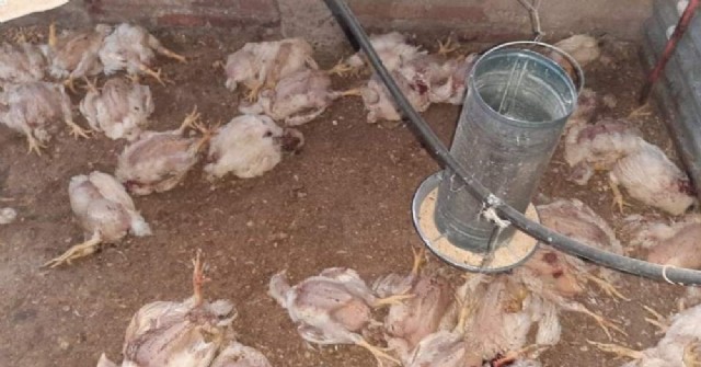 El CEPT N° 10 de Hunter sufrió la matanza de pollos por parte de un animal