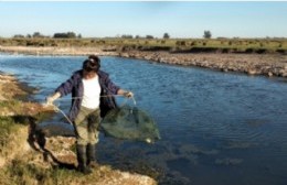 Pergamino: según el CONICET, ocho de cada diez peces están contaminados