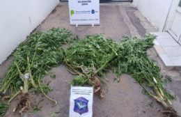 Secuestran seis plantas de marihuana de gran tamaño