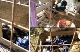 Graves acusaciones al Municipio por su maltrato a los animales