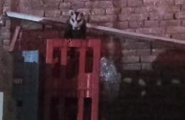 Clausuran supermercado por presencia de alimañas en el depósito