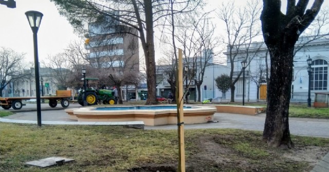 Continúa el plan de reemplazo de árboles en la Plaza San Martín