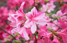 Doble festejo de la primavera en Rojas