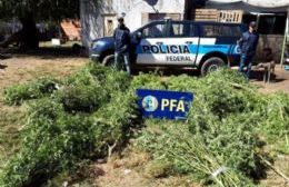 Descubren casi 100 plantas de marihuana en Barrio La Loma