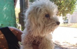 Buscan a la familia de una caniche perdida