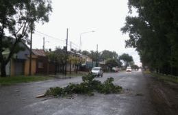 Una rama de regular tamaño cayó en medio de Avenida Bicentenario