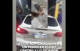 Vehículo arrolló un perro y se dio a la fuga