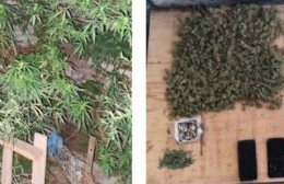 La policía secuestra plantas de marihuana en varios allanamientos