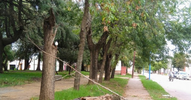 Cayó un árbol de la Plaza Moreno