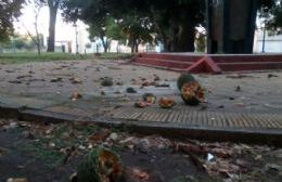 Plaza Moreno: Cayeron piñas de gran tamaño