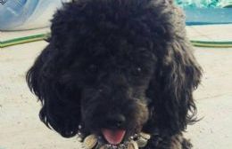 Desesperada búsqueda de “Humma”, una perrita que necesita medicación