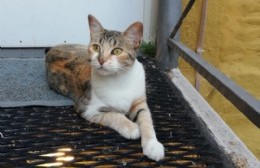 Barrio La Loma: buscan a la gata “Gaia”
