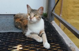 Barrio La Loma: buscan a la gata “Gaia”
