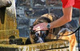 Las mascotas también sufren las altas temperaturas